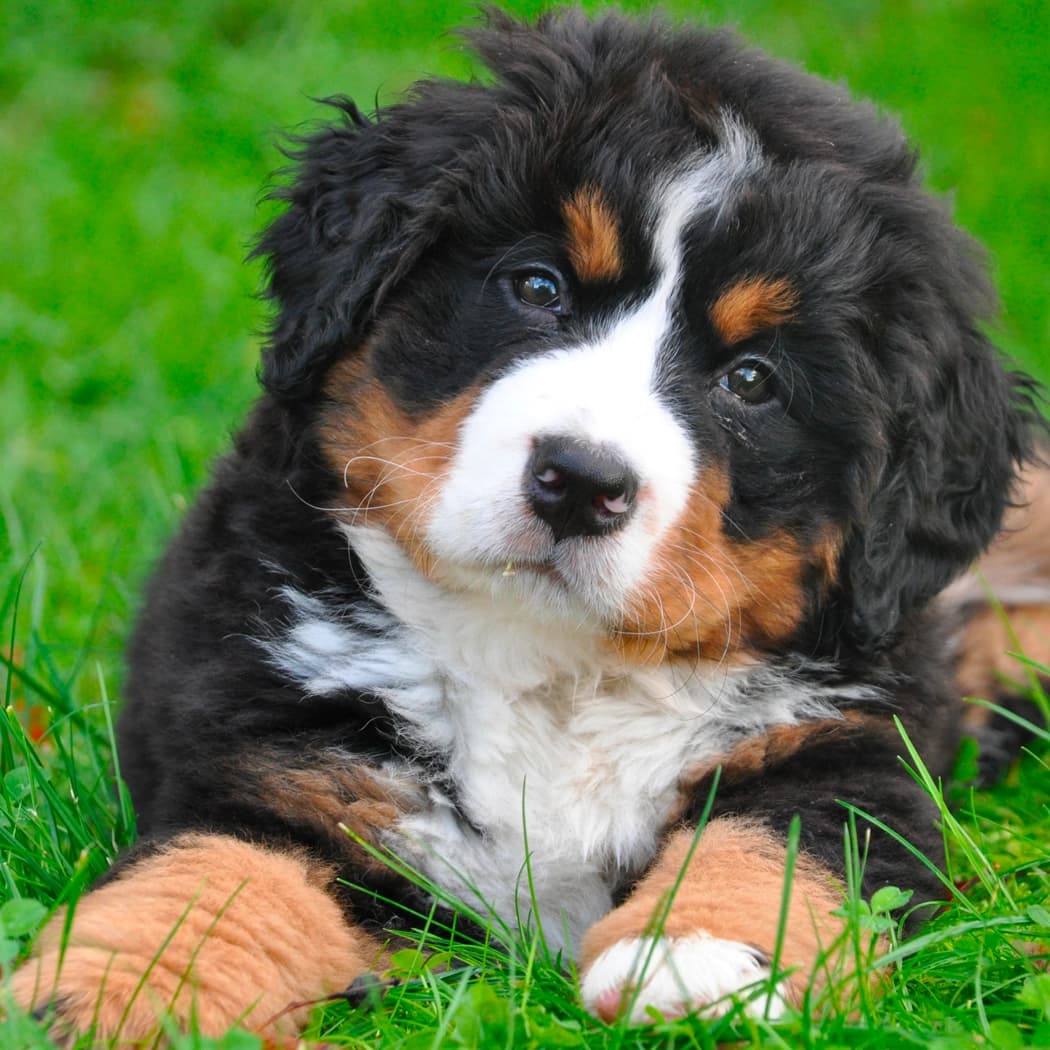 Photo d'un chien de refuge.