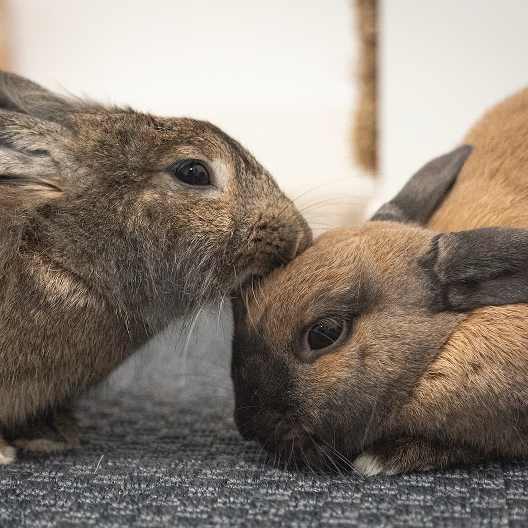Flash, un lapin dont je suis la famille d'accueil.