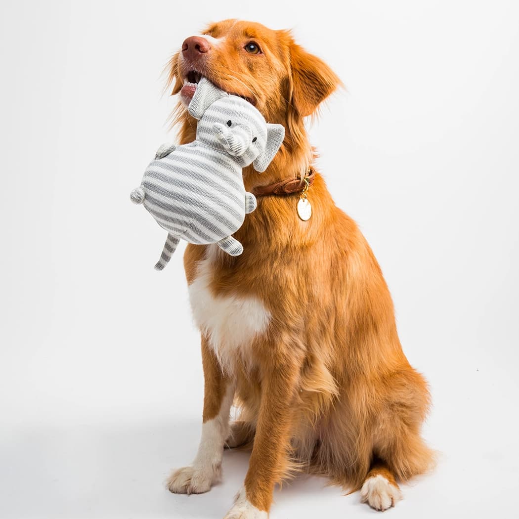 Photo d'un chien tenant une peluche dans sa gueule.